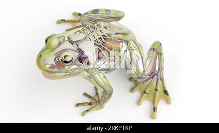 Froschinnere Organe, Illustration. Stockfoto