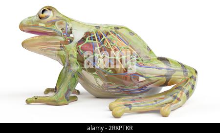 Froschinnere Organe, Illustration. Stockfoto