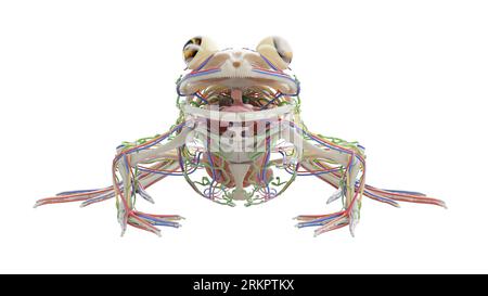 Froschinnere Organe, Illustration. Stockfoto