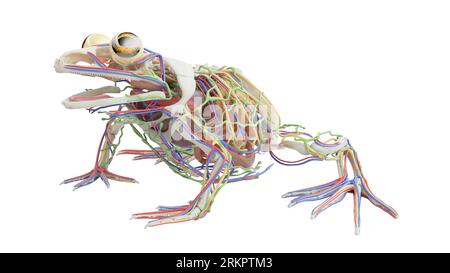 Froschinnere Organe, Illustration. Stockfoto