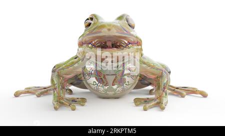 Froschinnere Organe, Illustration. Stockfoto