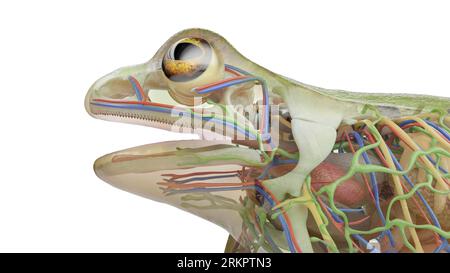 Froschinnere Organe, Illustration. Stockfoto