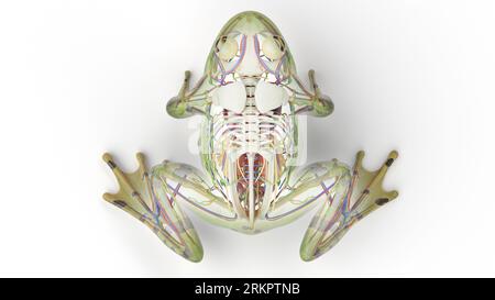 Froschinnere Organe, Illustration. Stockfoto