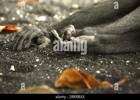 Hands and right foot of a Celebes black-crested macaque (Macaca nigra) that takes a nap during a resting time on a beach in Tangkoko forest, North Sulawesi, Indonesia. Climate change and disease are emerging threats to primates, while crested macaque belongs to the 10% of primate species that are highly vulnerable to droughts, according to primate scientists. A recent report revealed that the temperature is indeed increasing in Tangkoko forest, and the overall fruit abundance decreased. Stock Photo