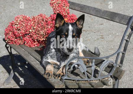 australischer Rinderhund, der auf einer Bank mit Blumen liegt Stockfoto