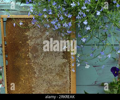 Stillleben mit Rahmen aus natürlicher Honigwabe und Blumen vor hölzernem Hintergrund draußen. Ländlicher Sommer ländlicher Hintergrund, Vintage-Konzept, Healt Stockfoto