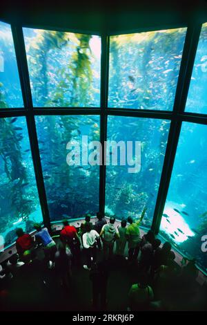 Blick auf den Kelp Forest aus dem Unterwasser im Monterey Bay Aquarium, Monterey, Kalifornien, USA Stockfoto