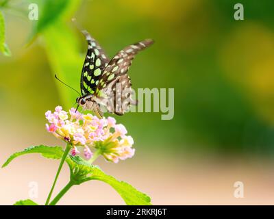 Tailed jay, Graphium agamemnon, Schmetterling auf rosa und gelben lantana-Blüten in Thailand. Geringe Tiefenschärfe mit Fokus auf den Kopf des Schmetterlings Stockfoto