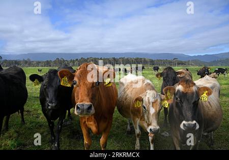 Nahaufnahme einer Milchkuhherde in Karamea, West Coast, South Island, Neuseeland Stockfoto