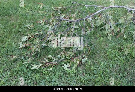 Ein gefallener schwarzer Kirschbaum auf Gras Stockfoto