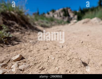 Der sawyer Longhorn-Käfer mit seinen weißen Flecken auf einem unbefestigten Pfad im Lassen Volcanic National Park in Kalifornien Stockfoto