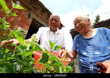 Bildnummer: 58325166  Datum: 06.08.2012  Copyright: imago/Xinhua (120808) -- NANTONG, Aug. 8, 2012 (Xinhua) -- Ding and his wife gather herbs in a small village of Rugao city, of east China s Jiangsu Province, Aug. 6, 2012. An old couple running a grocery store offered free herbal tea for passers-by. Fetching well water, boiling water, preparing herbs, making tea, Ding Liangyou, the 85-year-old husband lasted the tea-offering work for 6 years, he stressed that if needed, he would carry on the good deed. (Xinhua/Huang Zhe) CHINA-JIANGSU-OLD COUPLE-FREE TEA (CN) PUBLICATIONxNOTxINxCHN Gesellscha Stock Photo