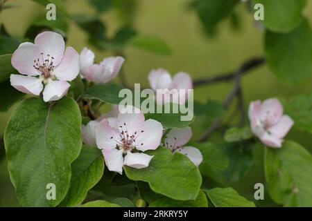 Quittenblütenblüten am Baum im Frühjahr Stockfoto