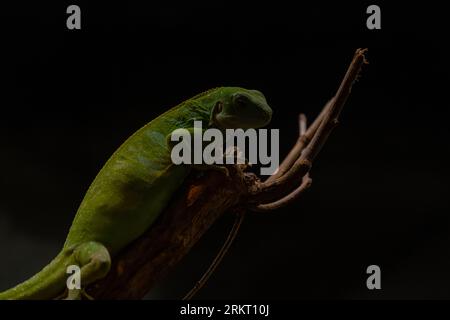 Lau-Bänderiguana (Brachylophus fasciatus) schwarzer Hintergrund, Kopierraum für Text Stockfoto