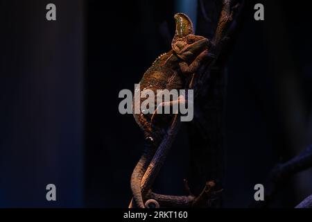 Chamäleon Furcifer pardalis Ambolobe 2 Jahre alt, Madagaskar-endemisches Panther-Chamäleon im wütenden Zustand, reines Ambilobe, horizontales Bild Stockfoto
