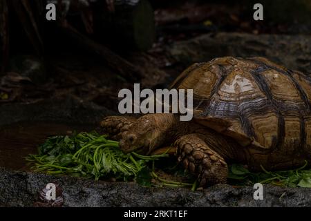 Afrikanische Sulcata-Schildkröte natürliches Habitat, Nahaufnahme afrikanische Schildkröte, die im Garten isst Stockfoto