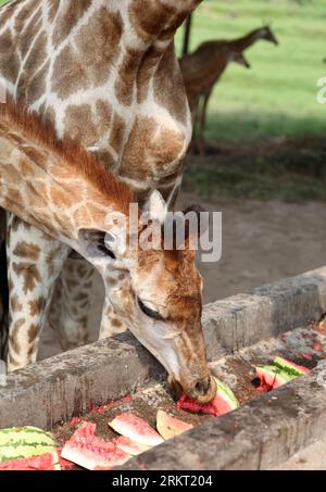 Bildnummer: 58351329  Datum: 14.08.2012  Copyright: imago/Xinhua (120815) -- CHONGQING, Aug. 15, 2012 (Xinhua) -- A giraffe has watermelon to relieve summer heat at Chongqing Wildlife World in Chongqing, southwest China, Aug. 14, 2012. Staff members of the zoo take a series of measures to make animals spend a comfortable summer time. (Xinhua/Chen Shichuan) (lfj) CHINA-CHONGQING-ANIMALS-SUMMER HEAT (CN) PUBLICATIONxNOTxINxCHN Gesellschaft Wetter Hitze Hitzewelle Abkühlung Tiere xjh x2x 2012 hoch  o0 Melone Wassermelone     58351329 Date 14 08 2012 Copyright Imago XINHUA  Chongqing Aug 15 2012 X Stockfoto