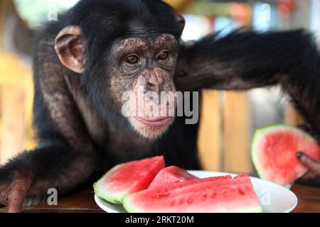 Bildnummer: 58351331  Datum: 14.08.2012  Copyright: imago/Xinhua (120815) -- CHONGQING, Aug. 15, 2012 (Xinhua) -- A Chimpanzee has watermelon to relieve summer heat at Chongqing Wildlife World in Chongqing, southwest China, Aug. 14, 2012. Staff members of the zoo take a series of measures to make animals spend a comfortable summer time. (Xinhua/Chen Shichuan) (lfj) CHINA-CHONGQING-ANIMALS-SUMMER HEAT (CN) PUBLICATIONxNOTxINxCHN Gesellschaft Wetter Hitze Hitzewelle Abkühlung Tiere xjh x2x 2012 quer o0 Melone Wassermelone     58351331 Date 14 08 2012 Copyright Imago XINHUA  Chongqing Aug 15 2012 Stockfoto