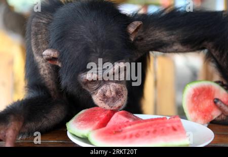 Bildnummer: 58351327 Datum: 14.08.2012 Copyright: imago/Xinhua (120815) -- CHONGQING, 15. August 2012 (Xinhua) -- Ein Chimpanzee hat Wassermelone, um die Sommerhitze in Chongqing Wildlife World in Chongqing, Südwestchina, 14. August 2012 zu lindern. Die Mitarbeiter des Zoos ergreifen eine Reihe von Maßnahmen, damit die Tiere im Sommer einen angenehmen Aufenthalt verbringen. (Xinhua/Chen Shichuan) (lfj) CHINA-CHONGQING-ANIMALS-SUMMER HEAT (CN) PUBLICATIONxNOTxINxCHN Gesellschaft Wetter Hitze Hitzewelle Abkühlung Tiere xjh x2x 2012 quer o0 Melone Wassermelone 58351327 Datum 14 08 2012 Copyright Imago XINHUA Chongqing 15. August 2012 Stockfoto
