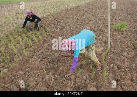 Bildnummer: 58356432  Datum: 16.08.2012  Copyright: imago/Xinhua (120816) -- KAMPONG SPEU (CAMBODIA), Aug. 16, 2012 (Xinhua) -- Farmers transplant rice seedlings on a dried-up field in Kampong Speu province, Cambodia, on Aug. 16, 2012. Drought has been hitting 11 out of the 24 cities and provinces in Cambodia and affecting tens of thousands of hectares of rice seedlings, Keo Vy, spokesman and chief of the Cabinet of the National Committee for Disaster Management, said Thursday. (Xinhua/Sovannara) (lr) CAMBODIA-KAMPONG SPEU-DROUGHT PUBLICATIONxNOTxINxCHN Wirtschaft Landwirtschaft Reis Reisfeld Stock Photo