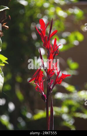 Pflanze mit Canna indica, allgemein bekannt als indische Sotafrikanische Pfeilwurzelblüten Stockfoto