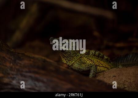 Weber's Sailfin Lizard - Hydrosaurus weberi, spezielle große Eidechse aus tropischen Wäldern Indonesiens. Schließen Sie das dunkle Hochformat Stockfoto