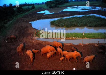 Bildnummer: 58407265 Datum: 29.08.2012 Copyright: imago/Xinhua (120830) -- NAIROBI, 30. August 2012 (Xinhua) -- Elefanten kommen in ein natürliches Wasserloch und lecken Salz für Essen und Trinken in der Nähe des Treetops Hotels, im Aberdare Nationalpark, etwa 150 Kilometer nordöstlich von Nairobi, Hauptstadt von Kenia, 29. August 2012. (Xinhua/Ding Haitao) KENYA-ABERDARE NATIONAL PARK-ELEPHANTS PUBLICATIONxNOTxINxCHN Gesellschaft Reise Natur Tiere Elefant Wasser Wasserstell trinken xda x0x 2012 quer 58407265 Datum 29 08 2012 Copyright Imago XINHUA Nairobi August 30 2012 XINHUA Elephants Come to a Natural Stockfoto