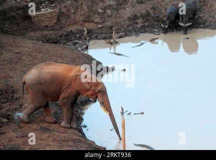 Bildnummer: 58407269  Datum: 29.08.2012  Copyright: imago/Xinhua (120830) -- NAIROBI, Aug. 30, 2012 (Xinhua) -- An elephant and two buffaloes drink at a natural watering hole and salt lick near the Treetops Hotel inside the Aberdare National Park, about 150 kilometres north east of Nairobi, capital of Kenya, Aug. 29, 2012. (Xinhua/Wang Chaowen) KENYA-ABERDARE NATIONAL PARK-ELEPHANTS PUBLICATIONxNOTxINxCHN Gesellschaft Reise Natur Tiere Elefant Wasser Wasserstell trinken xda x0x 2012 quer Aufmacher      58407269 Date 29 08 2012 Copyright Imago XINHUA  Nairobi Aug 30 2012 XINHUA to Elephant and Stock Photo