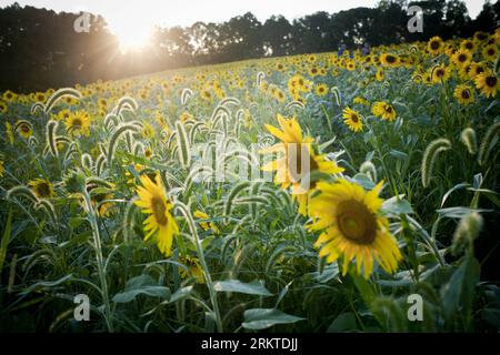 Bildnummer: 58452192  Datum: 09.09.2012  Copyright: imago/Xinhua (120910) -- BALTIMORE, Sept. 10, 2012 (Xinhua) -- Sunflowers blossom at the Clear Meadow Farm in Jarrettsville, near Baltimore, Maryland, the United States, Sept. 9, 2012. (Xinhua/Zhang Jun) US-BALTIMORE-SUNFLOWER PUBLICATIONxNOTxINxCHN Wirtschaft Landwirtschaft Sonnenblume Sonnenblumen Pflanzen Sonnenblumenfeld x0x xmb 2012 quer      58452192 Date 09 09 2012 Copyright Imago XINHUA  Baltimore Sept 10 2012 XINHUA sunflowers Blossom AT The Clear Meadow Farm in  Near Baltimore Maryland The United States Sept 9 2012 XINHUA Zhang jun Stock Photo