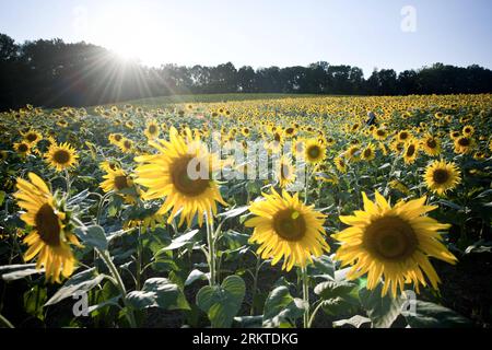 Bildnummer: 58452193  Datum: 09.09.2012  Copyright: imago/Xinhua (120910) -- BALTIMORE, Sept. 10, 2012 (Xinhua) -- Sunflowers blossom at the Clear Meadow Farm in Jarrettsville, near Baltimore, Maryland, the United States, Sept. 9, 2012. (Xinhua/Zhang Jun) US-BALTIMORE-SUNFLOWER PUBLICATIONxNOTxINxCHN Wirtschaft Landwirtschaft Sonnenblume Sonnenblumen Pflanzen Sonnenblumenfeld x0x xmb 2012 quer      58452193 Date 09 09 2012 Copyright Imago XINHUA  Baltimore Sept 10 2012 XINHUA sunflowers Blossom AT The Clear Meadow Farm in  Near Baltimore Maryland The United States Sept 9 2012 XINHUA Zhang jun Stock Photo