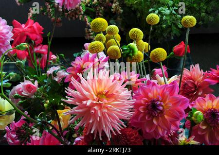 Eimer voller Dahlien für Blumenarrangements Stockfoto