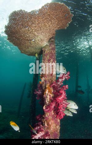 Onespot Snappers, Lutjanus monostigma und Threadfin Butterflyfish, Chaetodon auriga, auf Pylon von Glomerate Tree Coral, Spongodes sp, Under Tabl Stockfoto