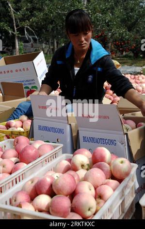 Bildnummer: 58504321  Datum: 23.09.2012  Copyright: imago/Xinhua (120924) -- XI AN, Sept. 24, 2012 (Xinhua) -- A fruit grower packs apples in an orchard in Dongjing Village, Yongxiang Township of Luochuan County, northwest China s Shaanxi Province, Sept. 23, 2012. The apple-planting area in Luochuan covers 500,000 mu (about 33.333 heactares), which could yield to an estimated yearly production of 700,000 tonnes. (Xinhua/Li Yibo) (hy) CHINA-SHAANXI-LUOCHUAN-FRUIT HARVEST (CN) PUBLICATIONxNOTxINxCHN Wirtschaft Landwirtschaft Ernte Apfelernte Apfel xjh x0x 2012 hoch      58504321 Date 23 09 2012 Stock Photo