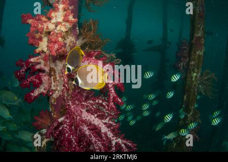 Paar Panda Butterflyfish, Chaetodon adiergastos, von Glomerate Tree Coral, Spongodes sp, auf Pylon mit Indo-Pacific Sergeant Damselfish, Abudefduf V Stockfoto