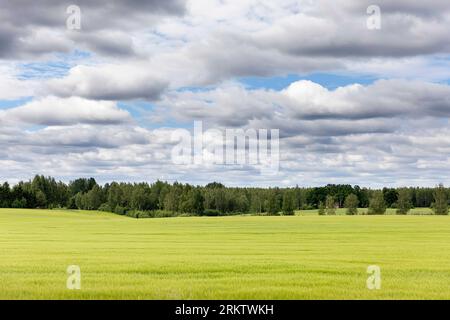 Wunderschöne grüne Felder im Südosten Estlands mit Wolken an einem schönen Sommertag und Wald im Hintergrund, Estland Stockfoto
