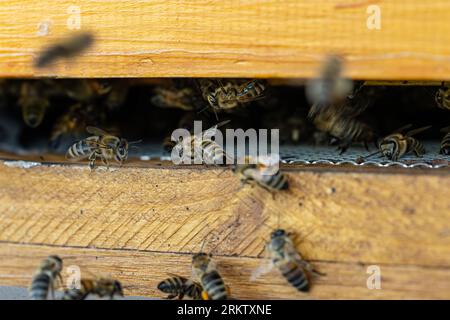 Nahaufnahme von fliegenden Bienen. Bienenstöcke in einem Bienenhaus mit Bienen, die zu den Landebrettern fliegen Stockfoto