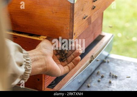 Der Imker arbeitet mit Bienen im Garten. Imkereikonzept Stockfoto