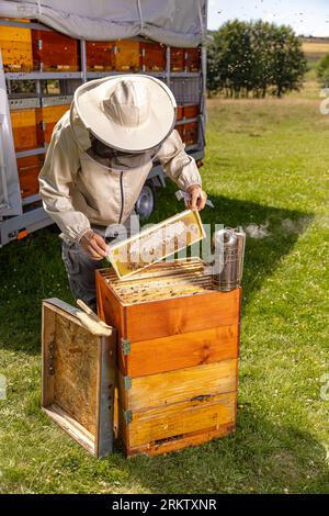 Imkerin in Arbeitsschutzkleidung bei der Inspektion von Wabenrahmen in Bienenhäusern. Stockfoto