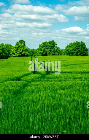 Sommerwanderung durch das Saaletal zur schönen Leuchtenburg bei Kahla - Thüringen - Deutschland Stockfoto