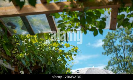 Dachdeckung in Form einer Holzpergola, die mit Polycarbonatplatten bedeckt und mit Reben bewachsen ist Stockfoto