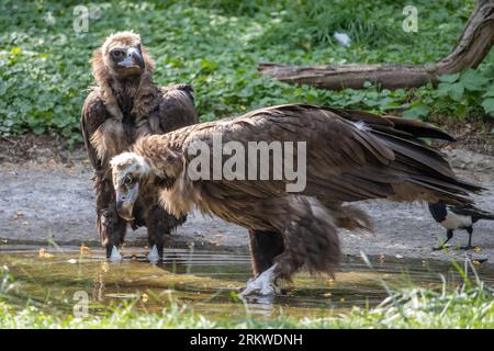 Ein paar Geier, aegypius monachus Stockfoto