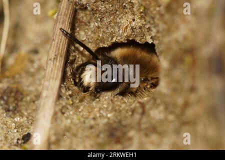 Natürliche Nahaufnahme einer männlichen frühen Cellophanbiene, Colletes cunicularius, die sich in ihrem unterirdischen Nest versteckt Stockfoto