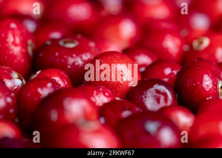 Rote wilde Cranberrys bedeckt mit Wassertropfen, frische reife Cranberrys mit Tropfen reinen Wassers Stockfoto