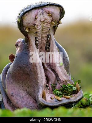 Nilpferd (Hippopotamus amphibius) gähnt in einem Nilpferdbecken in Maasai Mara, Kenia Stockfoto