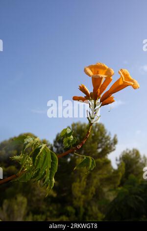 Orange Trompete Vine Flowers in a Garden. Auch bekannt als Hummingbird Vine, Campsis Radicans im August, Spanien Stockfoto