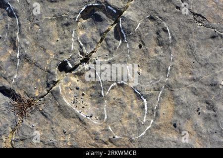 Ichniten oder versteinerte Fußabdrücke von Dinosauriern. ERA del Peladillo, Igea, La Rioja, Spanien. Stockfoto