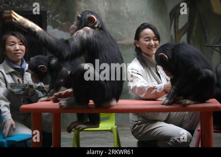 Bildnummer: 58722717  Datum: 20.11.2012  Copyright: imago/Xinhua (121120) -- JINAN, Nov. 20, 2012 (Xinhua) -- Yang Ying (R) and her colleague feed young chimpanzees at Jinan Zoo in Jinan, capital of east China s Shandong Province, Nov. 20, 2012. Prior to becoming a chimpanzee keeper in 2010, Yang Ying had been taking care of snub-nosed monkeys for eight years. When the four chimpanzee cubs she is now attending were first introduced to Jinan Zoo, Yang spent five to six hours a day with them to help them adapt to the new environment. The chimpanzee keeper takes pride in her job despite the labor Stock Photo