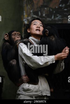 Bildnummer: 58722714  Datum: 20.11.2012  Copyright: imago/Xinhua (121120) -- JINAN, Nov. 20, 2012 (Xinhua) -- Yang Ying takes care of young chimpanzees at Jinan Zoo in Jinan, capital of east China s Shandong Province, Nov. 20, 2012. Prior to becoming a chimpanzee keeper in 2010, Yang Ying had been taking care of snub-nosed monkeys for eight years. When the four chimpanzee cubs she is now attending were first introduced to Jinan Zoo, Yang spent five to six hours a day with them to help them adapt to the new environment. The chimpanzee keeper takes pride in her job despite the laborious workload Stock Photo