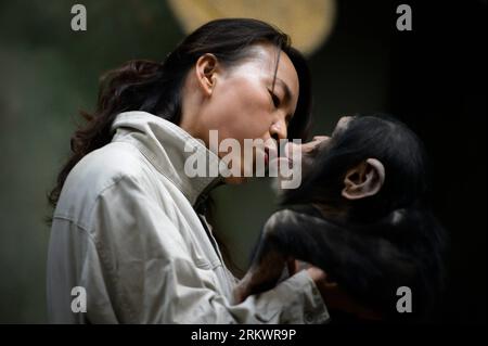 Bildnummer: 58722716  Datum: 20.11.2012  Copyright: imago/Xinhua (121120) -- JINAN, Nov. 20, 2012 (Xinhua) -- Yang Ying kisses a young chimpanzee at Jinan Zoo in Jinan, capital of east China s Shandong Province, Nov. 20, 2012. Prior to becoming a chimpanzee keeper in 2010, Yang Ying had been taking care of snub-nosed monkeys for eight years. When the four chimpanzee cubs she is now attending were first introduced to Jinan Zoo, Yang spent five to six hours a day with them to help them adapt to the new environment. The chimpanzee keeper takes pride in her job despite the laborious workload. (Xin Stock Photo