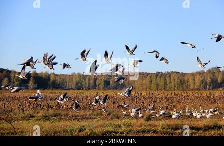 Bildnummer: 58728791 Datum: 21.11.2012 Copyright: imago/Xinhua f(121122) -- BIJIE, 22. November 2012 (Xinhua) -- Eine Herde von Stangengans im Caohai National Nature Reserve im Weining County, Provinz Guizhou im Südwesten Chinas, 21. November 2012. Nach Angaben des Verwaltungsbüros des Naturschutzgebiets sind seit dem 21. November etwa 40.571 Zugvögel hierher gekommen, um diesen Winter zu überstehen. Es wird davon ausgegangen, dass die Gesamtzahl der Zugvögel bis Februar 2013 100.000 überschreiten wird. Der Caohai Lake ist das größte und wichtigste Feuchtgebiet im Südwesten Chinas und bietet Überwinterungsplus Stockfoto